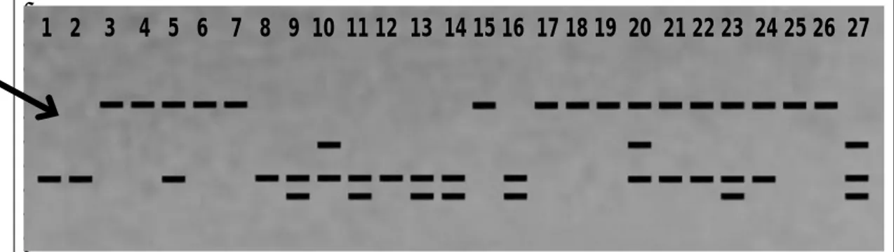Gambar  1.      Profil  RAPD  dari  Primer  OPA12.  Fragmen  DNA  yang  ditunjuk  oleh  panah  berkorelasi  78%  dengan  anakan  yang  memiliki  warna  tulang  daun  merah/ungu