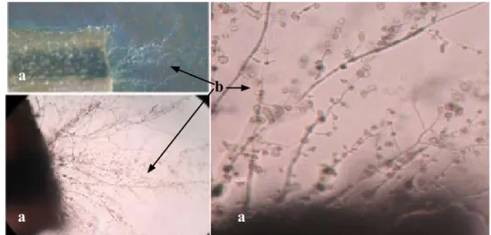 Gambar 1.  Sporulasi cendawan F. oxysporum f.sp. cubense pada jaringan pisang yang terserang  penyakit layu fusarium 30 JSI, (a) jaringan pembuluh terinfeksi, (b) massa  koni-diofor dan konidia cendawan (Sporulation of F