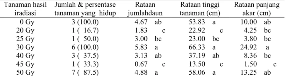 Tabel  1.  Karakter  agronomi  varian  tanaman  pisang  cv.  Ampyang  hasil  mutasi  induksi  pada  usia  2  bulan  setelah diinfeksi dengan cendawan Foc isolat Banyuwangi