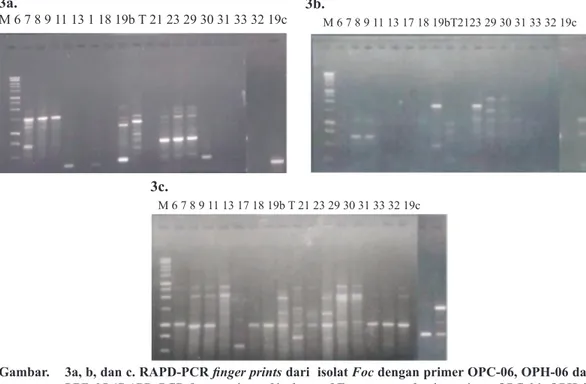 Gambar 4.  Dendogram 18 isolat Foc  hasil RAPD-PCR dengan primer OPC-06, OPH-06 dan OPB-05  (Dendogram of 18 isolates  of Foc which was produced by  RAPD-PCR using  primers OPC-06,  OPH-06 and OPB-05 )