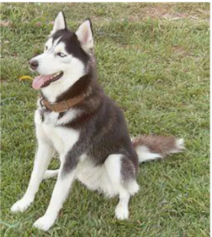 Gambar 2.3 Anjing Siberian Husky  Sumber : 