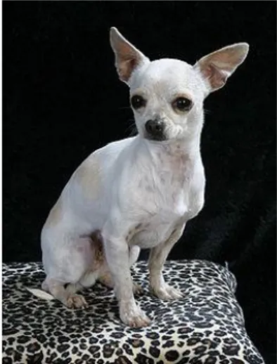 Gambar 2.5 Anjing Chihuahua  Sumber : 
