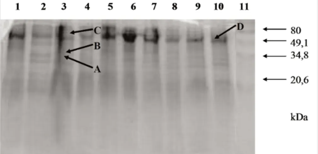 Gambar 2. Pola isozim pektinolitik dari filtrat kultur F. oxysporum f.sp. cubense yang ditumbuhkan pada medium sintetik (SM) dengan penambahan 1% citrus pektin