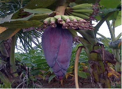 Gambar 4 : Bunga tanaman pisang. 