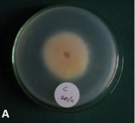 Gambar 1.  A Warna koloni Fusarium isolat C, tampak dari dasar cawan petri    B. Warna koloni Fusarium isolat C, tampak dari atas cawan petri 