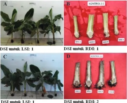 Gambar 5. Pengaruh perlakuan terhadap gejala layu dan gejala nekrosis rimpang pada tanaman pisang  Keterangan: A