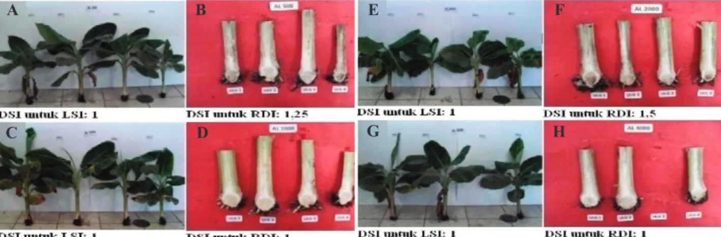 Gambar 7. Pengaruh fungisida aluminium-fosetil terhadap gejala layu dan gejala nekrosis rimpang pada tanaman pisang Keterangan: A