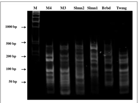 Gambar  3.  Analisis  molekular  RAPD,  dengan  primer  AP5  pada  isolat  Rhizoctonia sp