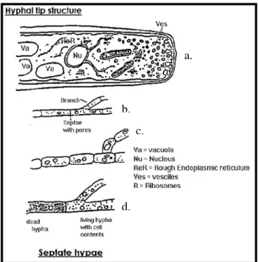 Gambar 1. Struktur hifa jamur: ujung hifa (a), cabang hifa dengan sekat berpori  (b), organel sel hifa (c), perbandingan hifa mati dan hifa hidup (d) 
