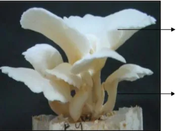 Gambar 2. Morfologi jamur tiram: tudung (a), tangkai (b) 