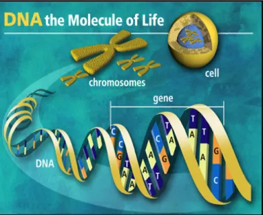 Gambar 3. Sel, kromosom dan DNA double heliks 
