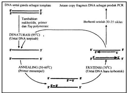 Gambar 4. Siklus pembentukan molekul DNA baru dalam proses PCR yang  dimulai dengan proses pre-denaturasi sampai ektensi 
