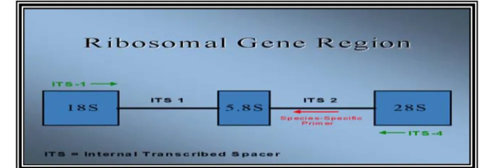 Gambar 7. Daerah gen ribosomal ITS 