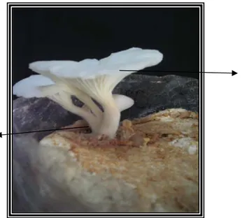 Gambar 9. Tubuh buah jamur: tudung tubuh buah (a), tangkai tubuh buah (b)  Analisis keanekaragaman genetik dilakukan dengan mula-mula melakukan  ekstraksi DNA