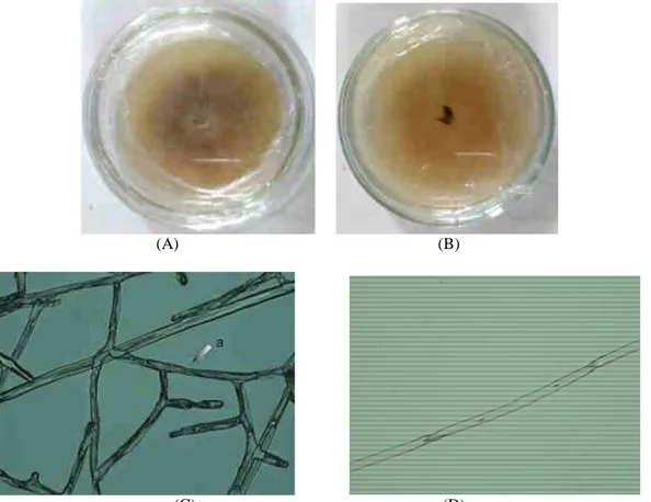 Gambar 1. Pengamatan Mikroskopis Kandidat Mikoriza pada Rhomboda velutina.(A). koloni mikoriza tampak atas,  (B)