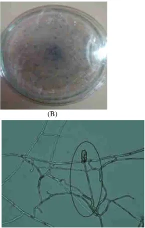 Gambar 6. Pengamatan Mikroskopis kandidat Mikoriza pada Bulbophyllum flavescens.  (A) dan (B)