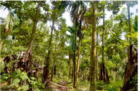 Gambar 1. Agroforestri jelutung, pinang dan kelapa di Senyerang, Tanjung Jabung  Barat, Jambi 