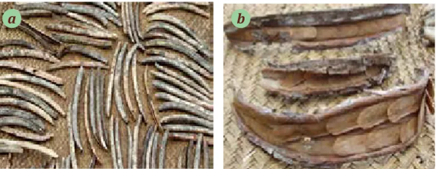 Gambar 7. Proses skarifikasi atau pembersihan benih. (a) Bagian luar kulit polong  (eksokarp) dibersihkan dan dijemur, (b) Polong pecah, buah bersayap tersusun di 