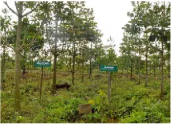 Gambar 11. Agroforestri jelutung dan ramin umur 3 tahun setelah tanam di  Kabupaten Ogan Komering Ilir, Sumatera Selatan.