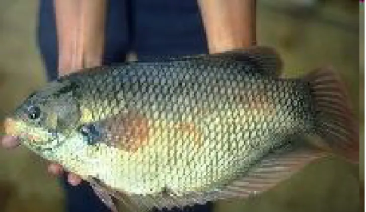 Gambar 3. Ikan gurami (ospronemous gouramy)  3.5 Ikan Bandeng 