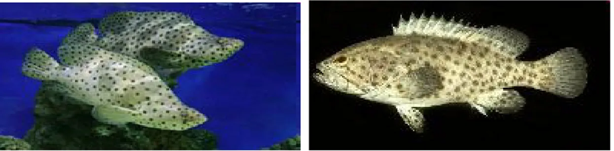 Gambar Ikan kerapu tikus (Cromileptis altivelis) &amp; lumpur (Epinephelus coioides) 