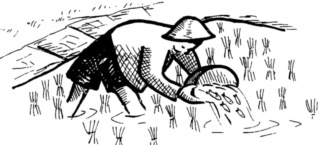 Gambar  2.  Usaha  budidaya  dengan  memanfaatkan  lahan  sawah  (Mina  Padi).  Pada  saat  musim  tanam,  sawah  juga  ditebari  ikan  berukuran  kecil