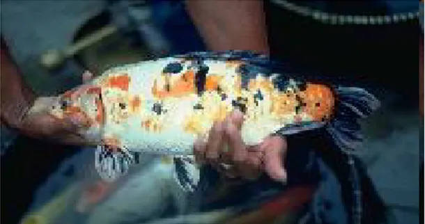 Gambar 4. Ikan Mas, Tombro, Karper (Cyprinus carpio)  3.2 Ikan Nila / Mujair 