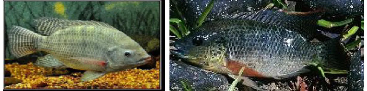 Gambar 3. Ikan Nila (Oreochromis niloticus) &amp; Mujair (Oreochromis mossambicus)  3.3 Ikan Lele 