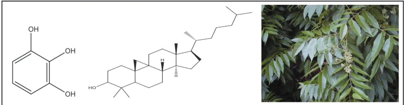Gambar 4. Pirogalol dan 9,19-siklolanostan-3-ol dan sumbernya dari daun surian  Gondorukem 