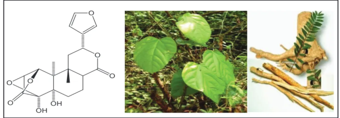 Gambar 7.  6-Hidroksiarkangelisina dan sumbernya dari tumbuhan akar kuning 