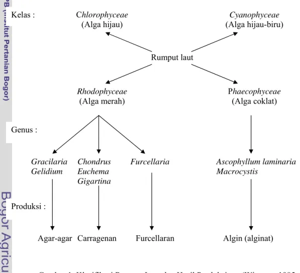Gambar 1. Klasifikasi Rumput Laut dan Hasil Produksinya (Winarno, 1985                    dalam Winarno 1990)