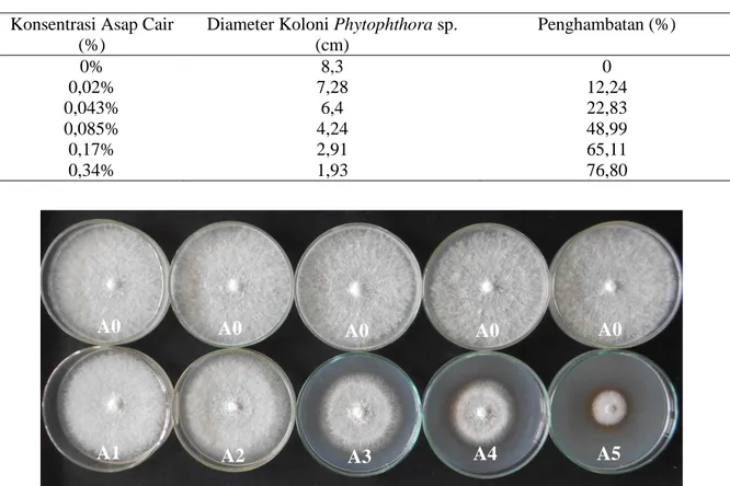 Tabel 1. Rata – rata diameter koloni dan besar penghambatan asap cair terhadap jamur Phytophthora  sp