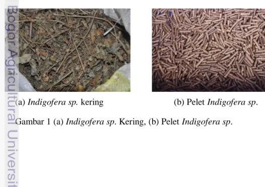 Gambar 1 (a) Indigofera sp. Kering, (b) Pelet Indigofera sp. 