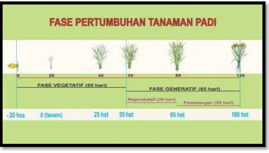 Gambar 1.  Fase/Stadia Pertumbuhan Tanaman Padi  Sumber. Balai Besar Pengkajian Dan Pengembangan Pertanian 
