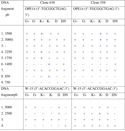 Tabel 1. Fragment polymorphisms by RAPD technique onMK638 dan MK 558 clone.  