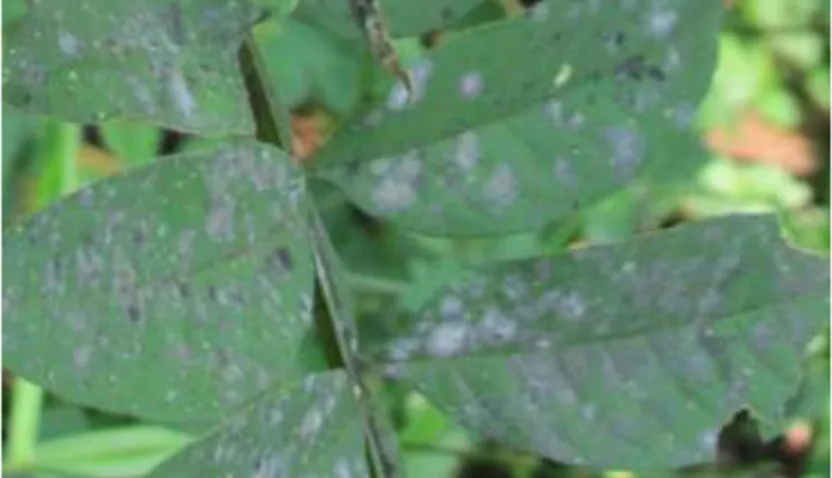 Gambar 26.  Penyakit embun hitam menyerang tanaman sungkai  berumur 7 bulan 