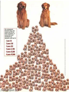 Gambar 3. 4 Peningkatan populasi anjing menurut AFJ 