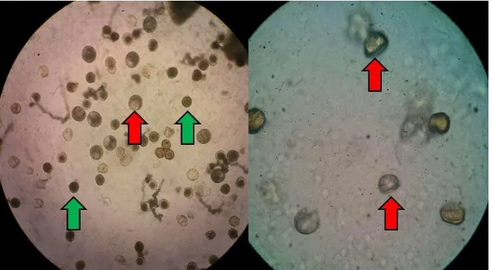 Gambar 5 Periode produksi serbuk sari yang viabel selama 7 hari pada malai bagian atas/ distal, tengah, bawah/ proksimal 