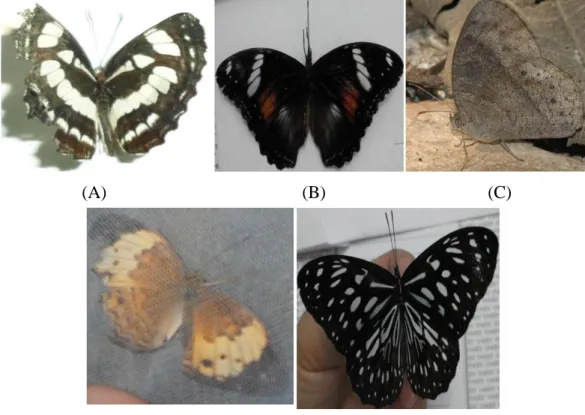 Gambar 1. Suku Nymphalidae : (A) Neptis hylas, (B) Hypolimnas bolina, (C) Mycalesis         horsfieldi, (D) Tirumala petiverana, (E) Danaus melanippus