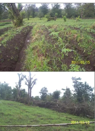 Gambar 3.  Sistem usaha tani konservasi lahan kering  di DTA Selatan (pola agroforestri, teras  guludan dan managemen bahan organik)  foto lahan pertanian di desa Toure dan  Tumaratas) 