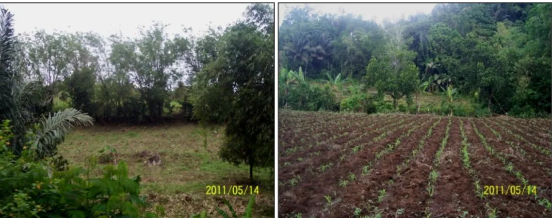 Gambar  4.  Sistem usaha tani konservasi lahan kering di sub DTA Barat (metode vegetatif tanaman   pagar dan teras sederhana) 