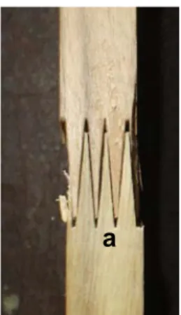 Figure 3.    Profile of glue-laminated beam assembled of JPP lamina with finger joint   (a) and without finger joint connection(b) 