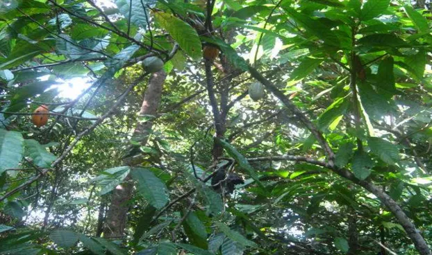 Gambar 2. Kakau (Theobrama Cacao). 