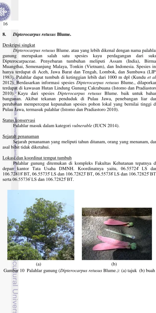 Gambar 10  Palahlar gunung (Dipterocarpus retusus Blume.): (a) tajuk  (b) buah 