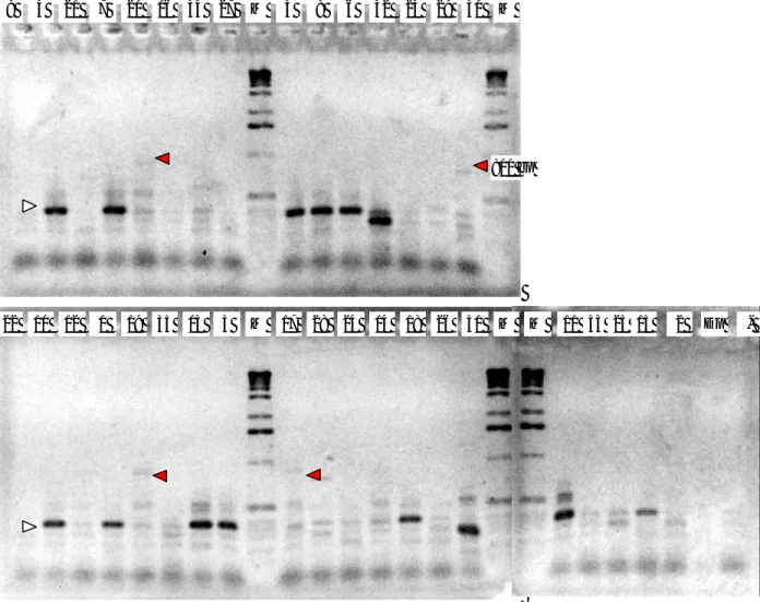Gambar 2.  Amplifikasi isolat B. thuringiensis dengan primer cry4A,B yang divisualisasi pada 1,5% gel agarose yang diberi  etidium bromida 