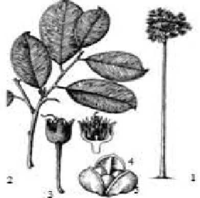 Gambar 1.Beberapa Bagian Pohon Ramin  Keterangan:  1 : Pohon ramin  3 : Bagian bunga 