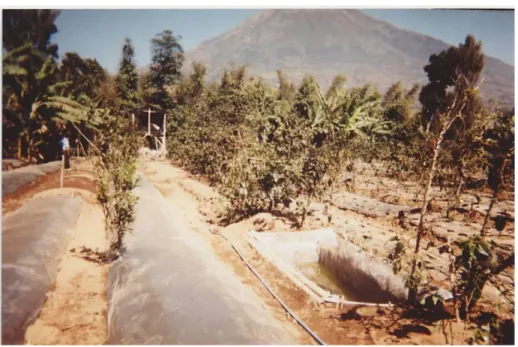 Gambar  2. Kolam penampungan plastik yang digunakan untuk menyirami tanaman                                   hortikultura, pemupukan maupun penyemprotan pestisida 