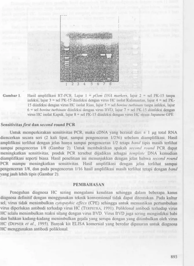 Gambar 1. Hasil amplifikasi RT-PCR. Lajur I = pGem DNA markers, lajur 2 = sel PK-15 tanpa infeksi, lajur 3 = sel 15 diinfeksi dengan virus HC isolat Kalimantan, lajur 4 = sel  PK-15 diinfeksi dengan virus HC isolat Riau, lajur 5 = sel bovine turbinate tanp