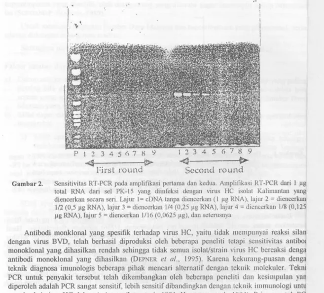 Gambar 2. Sensitivitas RT-PCR pada amplifkasi pertama clan kedua. Auiplifkasi RT-PCR dari 1 gg total RNA dari sel PK-15 yang diinfeksi dengan virus HC isolat Kahmantan yang diencerkan secara seri