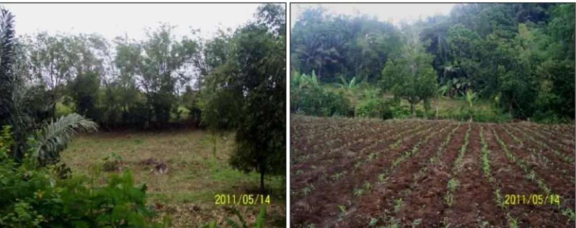 Gambar  4.  Sistem usaha tani konservasi lahan kering di sub DTA Barat (metode vegetatif tanaman   pagar dan teras sederhana) 
